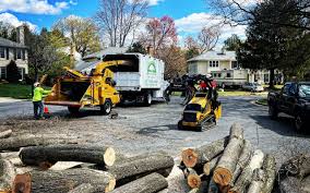 Best Tree Preservation Services  in Berryville, VA